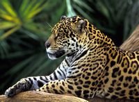 pic for Relaxed leopard 